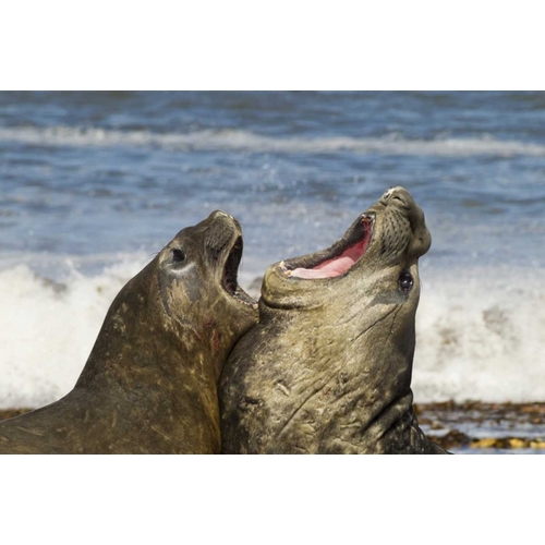 Sea Lion Island Southern elephant seals fighting